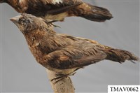 藏品(白腰文鳥)的圖片